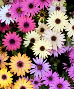 20 Mixed Colors Osteospermum Ecklonis African Cape Daisy Flower Seeds - Outdoor - Image 4