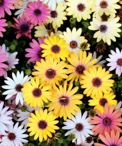 20 Mixed Colors Osteospermum Ecklonis African Cape Daisy Flower Seeds - Outdoor - Image 5