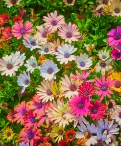 20 Mixed Colors Osteospermum Ecklonis African Cape Daisy Flower Seeds - Outdoor - Image 6