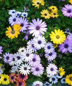 20 Mixed Colors Osteospermum Ecklonis African Cape Daisy Flower Seeds - Outdoor - Image 7