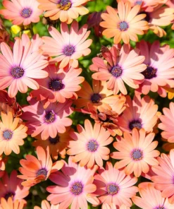 20 Mixed Colors Osteospermum Ecklonis African Cape Daisy Flower Seeds - Outdoor - Image 8