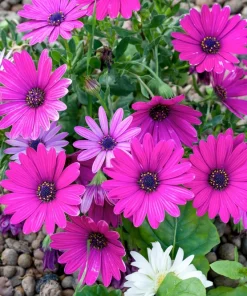 20 Mixed Colors Osteospermum Ecklonis African Cape Daisy Flower Seeds - Outdoor - Image 9