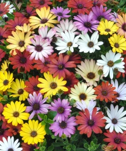 20 Mixed Colors Osteospermum Ecklonis African Cape Daisy Flower Seeds - Outdoor - Image 1