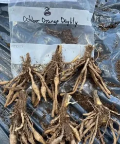 20 Orange Daylily Live Bare Root Plant - Hardy Summer Perennial, Bright Orange - Image 2