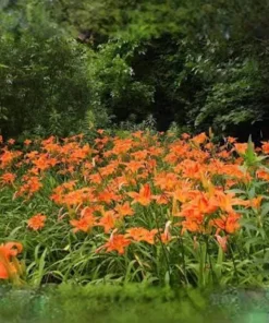 20 Orange Daylily Live Bare Root Plant - Hardy Summer Perennial, Bright Orange - Image 3