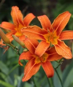 20 Orange Daylily Live Bare Root Plant - Hardy Summer Perennial, Bright Orange - Image 5