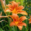 20 Orange Daylily Live Bare Root Plant - Hardy Summer Perennial, Bright Orange - Image 1