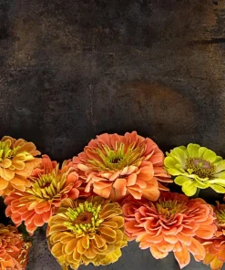 20 Organic Queeny Lime Mix Zinnia Elegans Seeds - Mixed Colors Red Orange Yellow Pink Green - Image 10