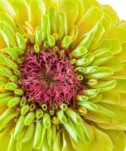 20 Organic Queeny Lime Mix Zinnia Elegans Seeds - Mixed Colors Red Orange Yellow Pink Green - Image 11