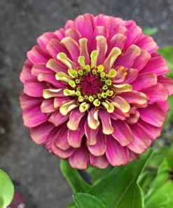 20 Organic Queeny Lime Mix Zinnia Elegans Seeds - Mixed Colors Red Orange Yellow Pink Green - Image 12