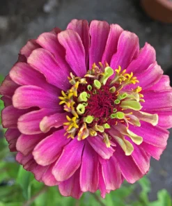 20 Organic Queeny Lime Mix Zinnia Elegans Seeds - Mixed Colors Red Orange Yellow Pink Green - Image 13