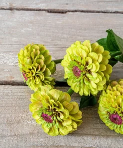 20 Organic Queeny Lime Mix Zinnia Elegans Seeds - Mixed Colors Red Orange Yellow Pink Green - Image 14