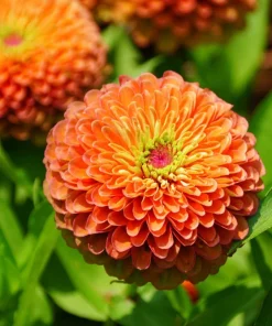 20 Organic Queeny Lime Mix Zinnia Elegans Seeds - Mixed Colors Red Orange Yellow Pink Green - Image 15