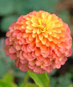 20 Organic Queeny Lime Mix Zinnia Elegans Seeds - Mixed Colors Red Orange Yellow Pink Green - Image 16