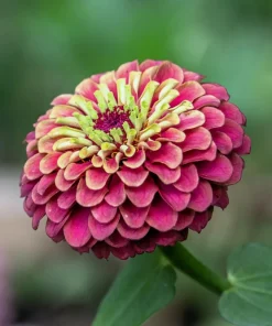 20 Organic Queeny Lime Mix Zinnia Elegans Seeds - Mixed Colors Red Orange Yellow Pink Green - Image 17