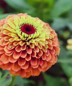 20 Organic Queeny Lime Mix Zinnia Elegans Seeds - Mixed Colors Red Orange Yellow Pink Green - Image 18