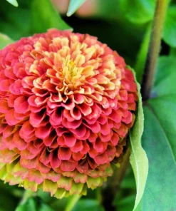 20 Organic Queeny Lime Mix Zinnia Elegans Seeds - Mixed Colors Red Orange Yellow Pink Green - Image 19