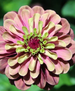 20 Organic Queeny Lime Mix Zinnia Elegans Seeds - Mixed Colors Red Orange Yellow Pink Green - Image 2