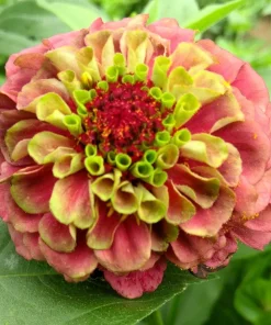 20 Organic Queeny Lime Mix Zinnia Elegans Seeds - Mixed Colors Red Orange Yellow Pink Green - Image 3