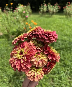 20 Organic Queeny Lime Mix Zinnia Elegans Seeds - Mixed Colors Red Orange Yellow Pink Green - Image 4