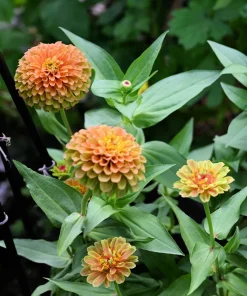 20 Organic Queeny Lime Mix Zinnia Elegans Seeds - Mixed Colors Red Orange Yellow Pink Green - Image 5
