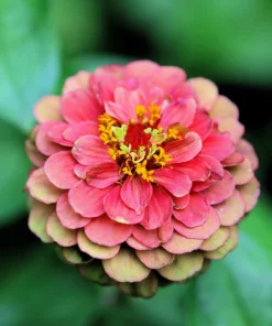 20 Organic Queeny Lime Mix Zinnia Elegans Seeds - Mixed Colors Red Orange Yellow Pink Green - Image 6