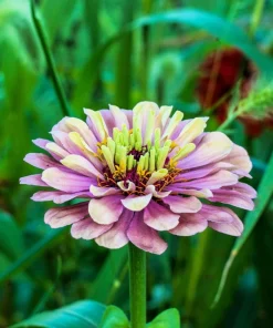 20 Organic Queeny Lime Mix Zinnia Elegans Seeds - Mixed Colors Red Orange Yellow Pink Green - Image 7