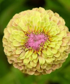 20 Organic Queeny Lime Mix Zinnia Elegans Seeds - Mixed Colors Red Orange Yellow Pink Green - Image 8