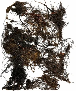 20 Ostrich Fern Rhizomes - Matteuccia struthiopteris Bare Root Plants - Outdoor Shade Ferns - Image 2