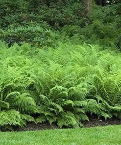 20 Ostrich Fern Rhizomes - Matteuccia struthiopteris Bare Root Plants - Outdoor Shade Ferns - Image 3