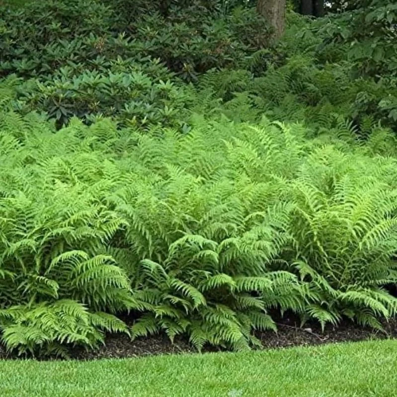 20 Ostrich Fern Rhizomes - Matteuccia struthiopteris Bare Root Plants - Outdoor Shade Ferns - Image 3