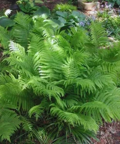 20 Ostrich Fern Rhizomes - Matteuccia struthiopteris Bare Root Plants - Outdoor Shade Ferns - Image 4