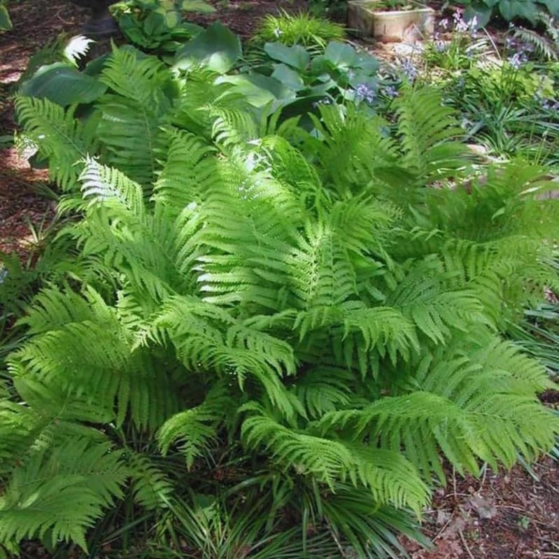 20 Ostrich Fern Rhizomes - Matteuccia struthiopteris Bare Root Plants - Outdoor Shade Ferns - Image 4