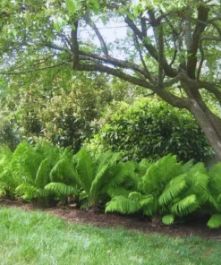 20 Ostrich Fern Rhizomes - Matteuccia struthiopteris Bare Root Plants - Outdoor Shade Ferns - Image 5