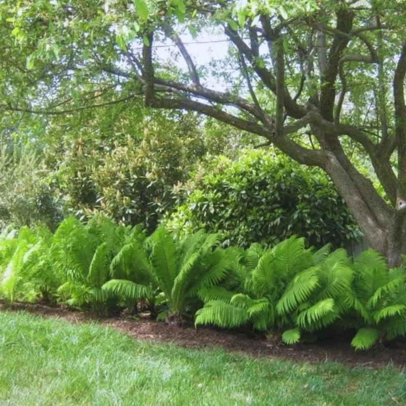 20 Ostrich Fern Rhizomes - Matteuccia struthiopteris Bare Root Plants - Outdoor Shade Ferns - Image 5