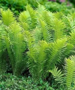 20 Ostrich Fern Rhizomes - Matteuccia struthiopteris Bare Root Plants - Outdoor Shade Ferns - Image 6