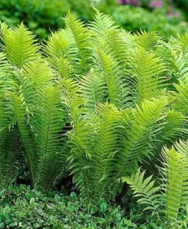 20 Ostrich Fern Rhizomes - Matteuccia struthiopteris Bare Root Plants - Outdoor Shade Ferns - Image 6