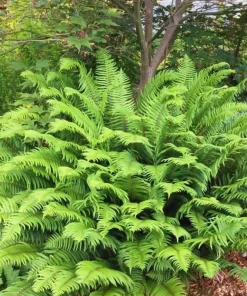 20 Ostrich Fern Rhizomes - Matteuccia struthiopteris Bare Root Plants - Outdoor Shade Ferns - Image 1