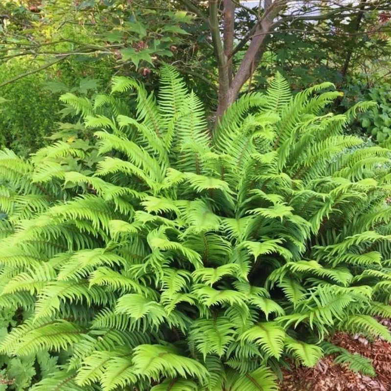 20 Ostrich Fern Rhizomes - Matteuccia struthiopteris Bare Root Plants - Outdoor Shade Ferns - Image 1