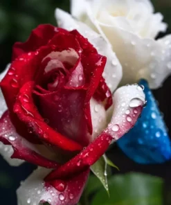 20 Pcs Rose Three-Color Seeds - Vibrant Outdoor Garden Elegance - Image 2