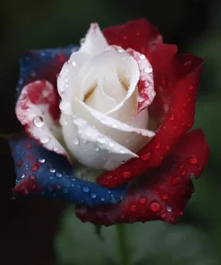 20 Pcs Rose Three-Color Seeds - Vibrant Outdoor Garden Elegance - Image 4
