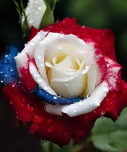 20 Pcs Rose Three-Color Seeds - Vibrant Outdoor Garden Elegance - Image 1