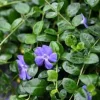 20 Periwinkle Bare Root Plants - Vinca Minor Live Ground Cover Evergreen - Image 1