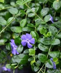 20 Periwinkle Bare Root Plants - Vinca Minor Live Ground Cover Evergreen - Image 1