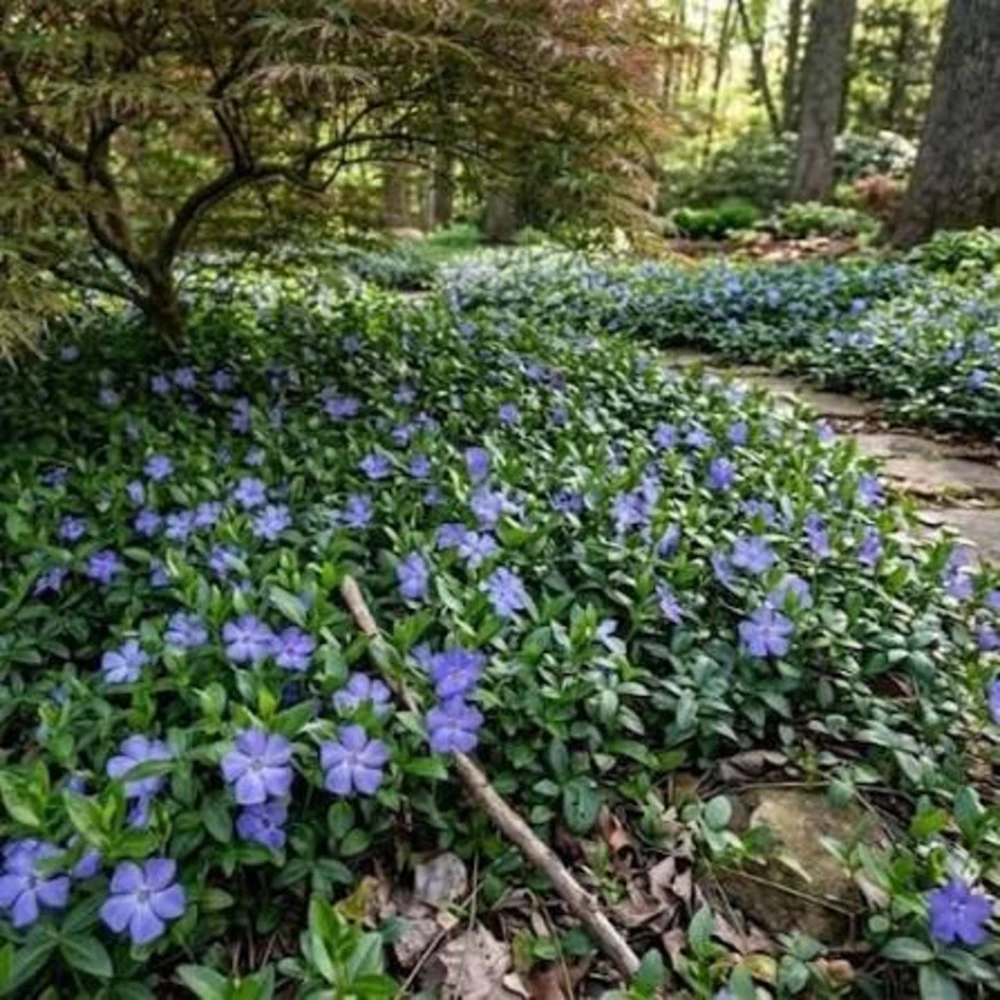 20 Periwinkle Bare Root Plants - Vinca Minor Live Ground Cover Evergreen - Image 2