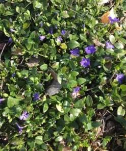 20 Periwinkle Bare Root Plants - Vinca Minor Live Ground Cover Evergreen - Image 3