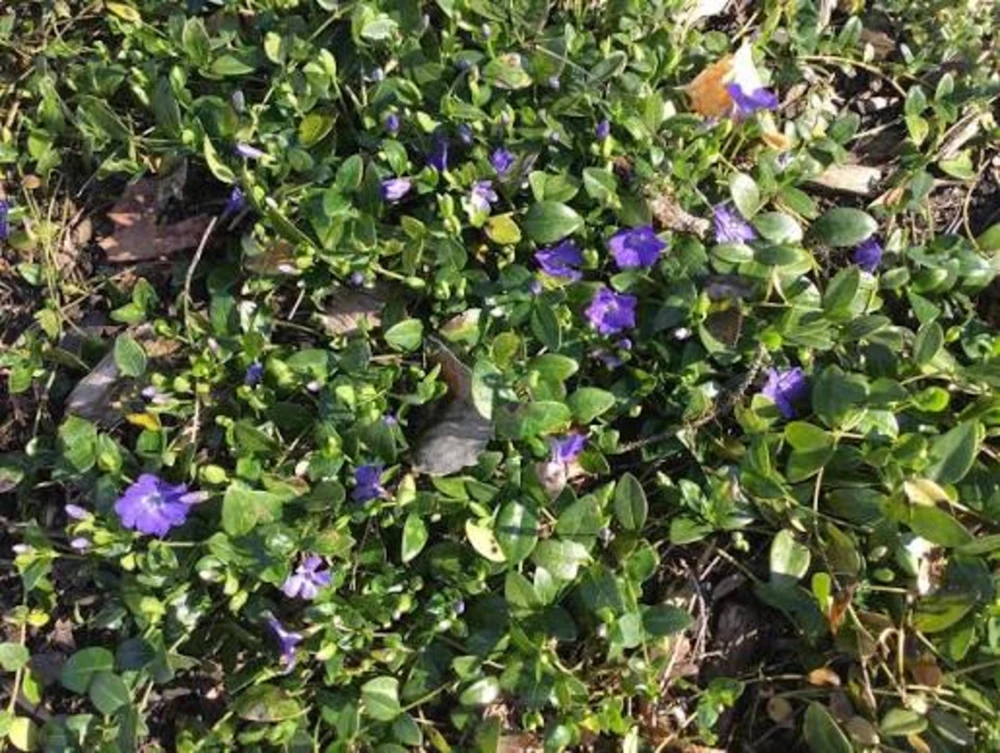 20 Periwinkle Bare Root Plants - Vinca Minor Live Ground Cover Evergreen - Image 3