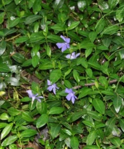 20 Periwinkle Bare Root Plants - Vinca Minor Live Ground Cover Evergreen - Image 4