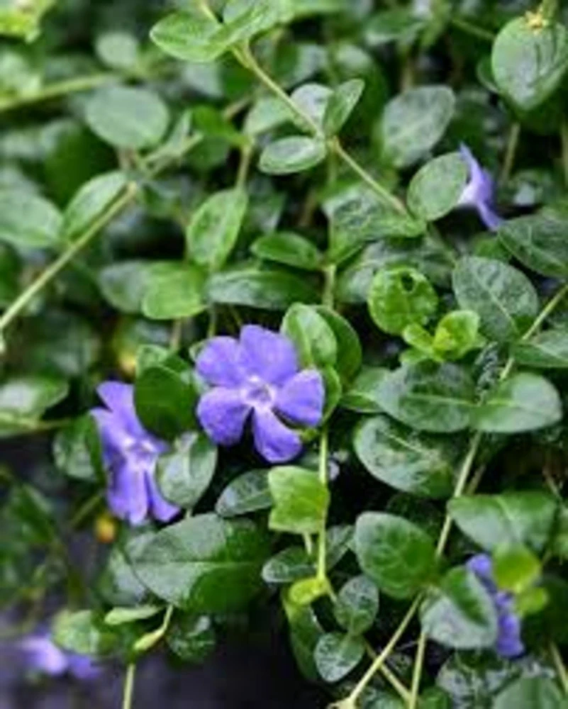 20 Periwinkle Bare Root Plants - Vinca Minor Live Ground Cover Evergreen - Image 5