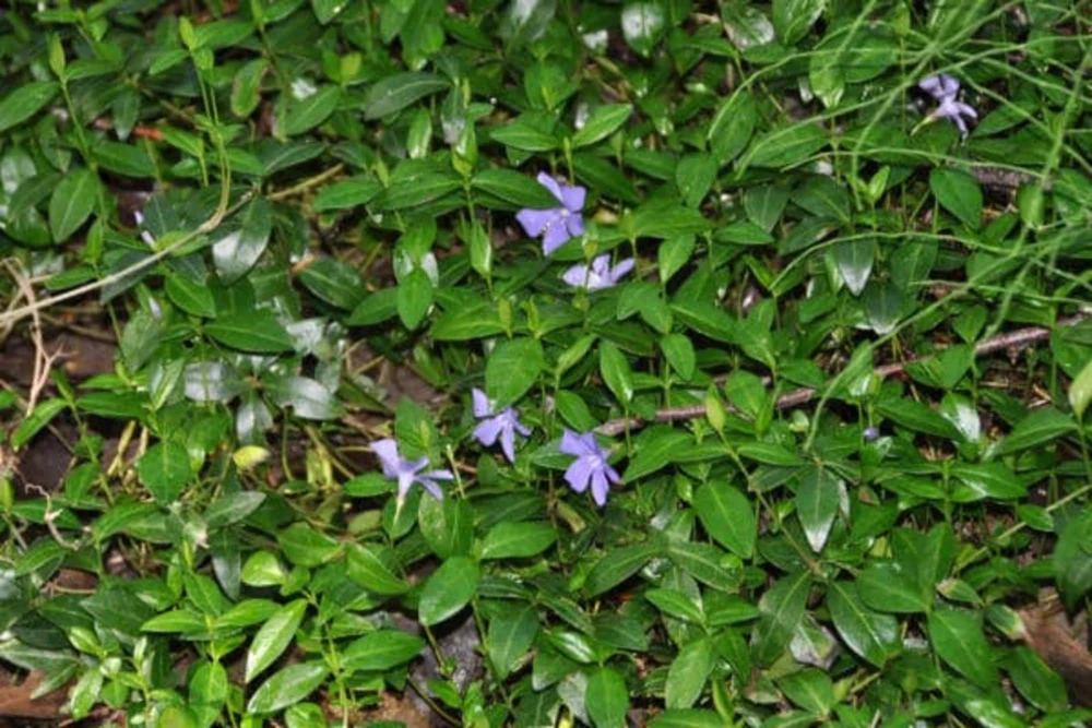 20 Periwinkle Bare Root Plants - Vinca Minor Live Ground Cover Evergreen - Image 6
